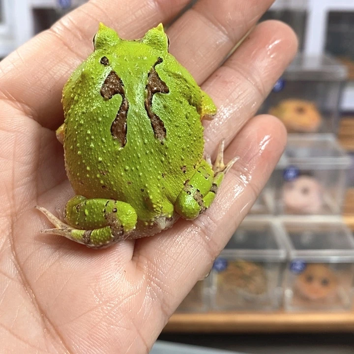歪***歪角蛙550号连纹蝴蝶角蛙