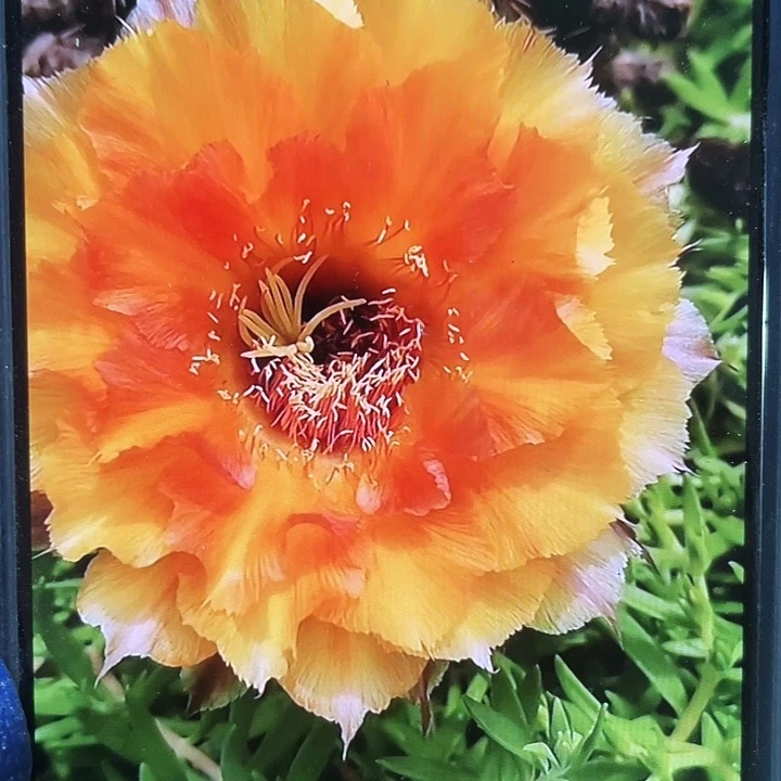 072侧芽歪5公分以上满18包邮