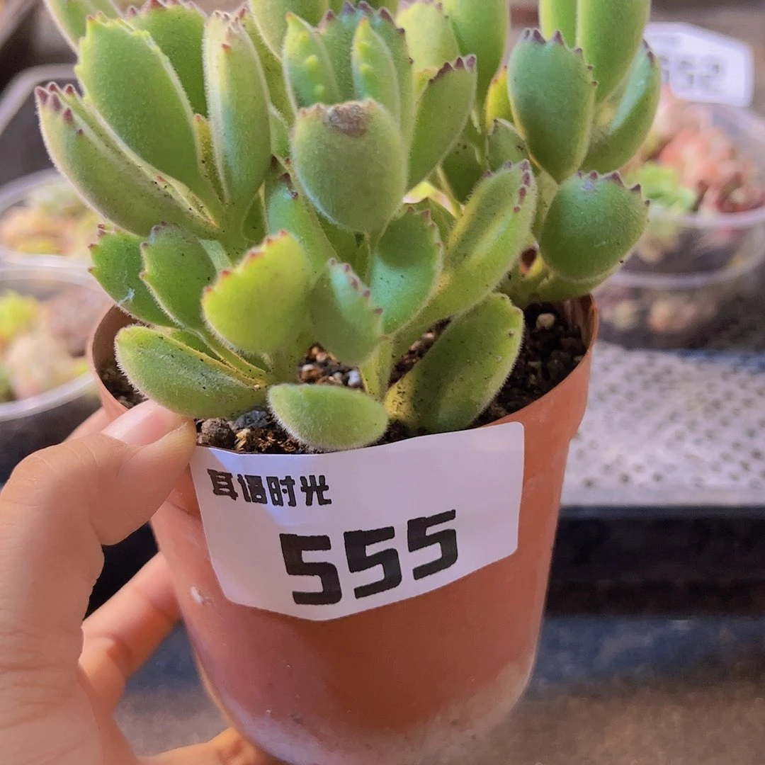 555熊童子，带盆带土发货