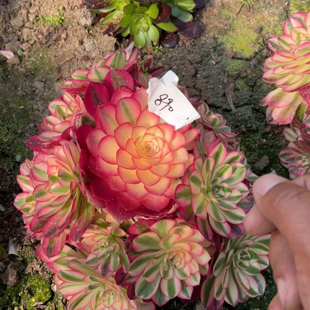 老五多肉8901111111