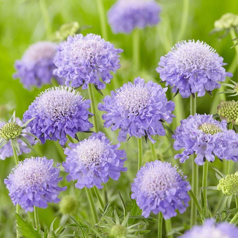 蓝盆花(花期很长 开花机器 网红花)庭院阳台开花植物