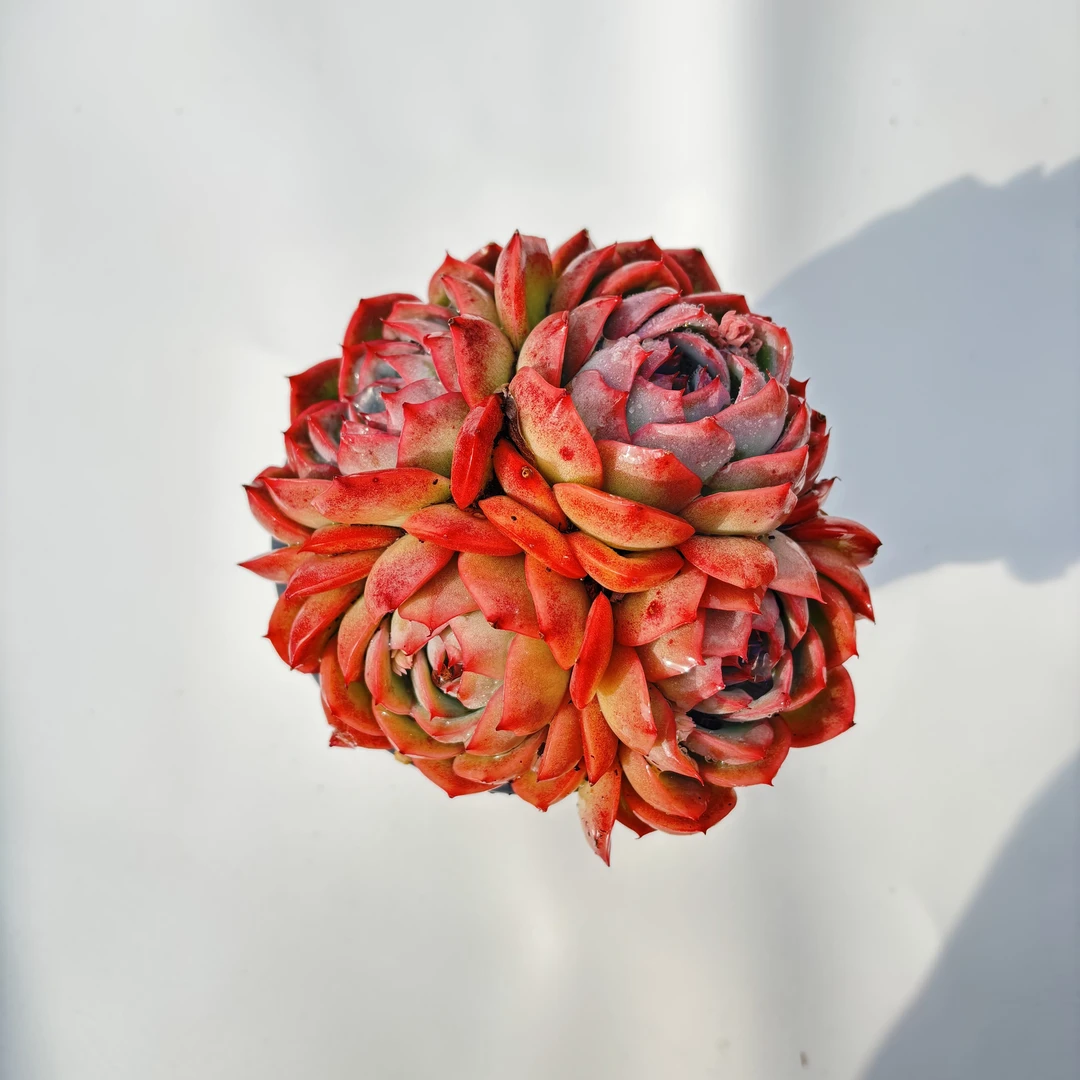 侧影 （带盆土）呆呆多肉植物18包邮 新手好养