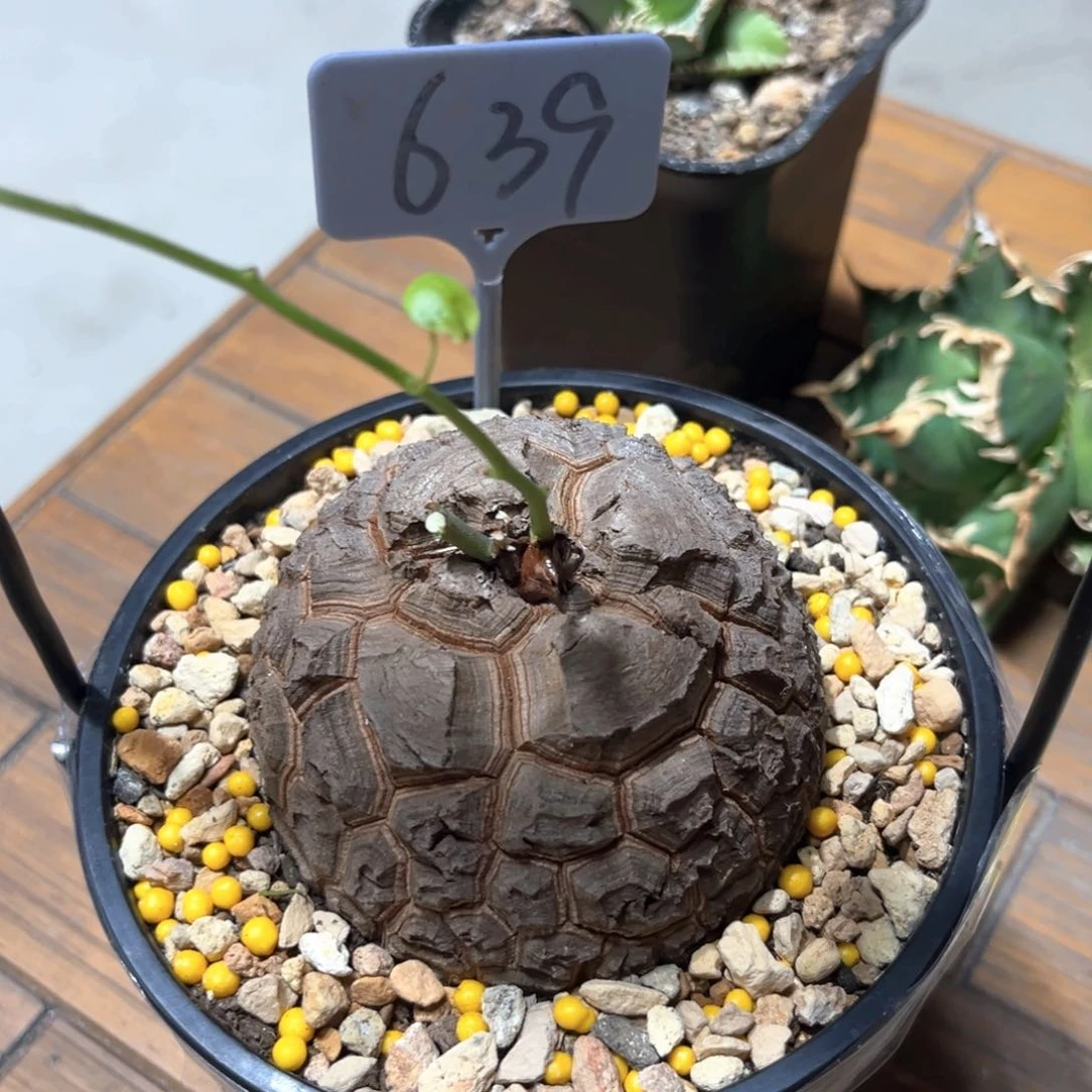 S****r639龟甲龙5856888
