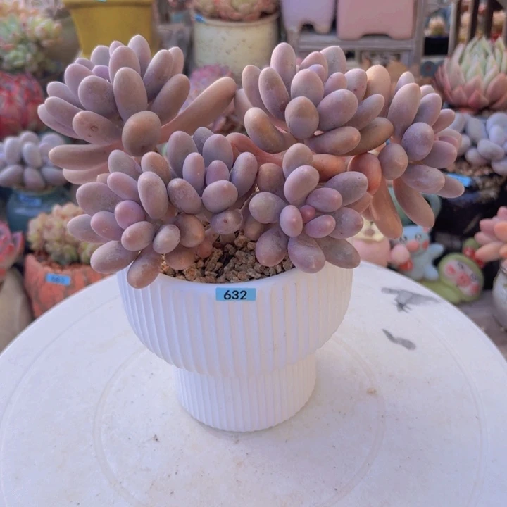 不***李一物一拍编号632