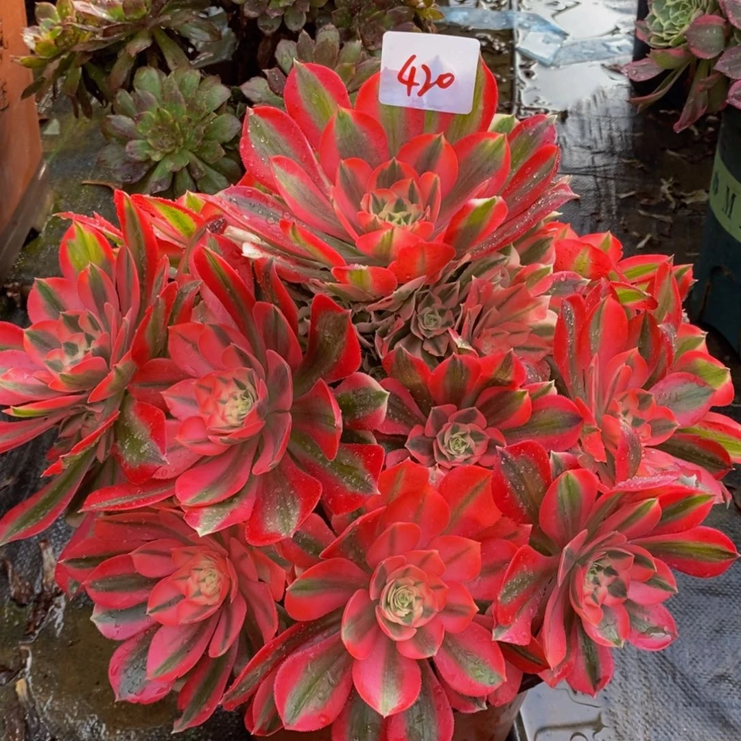 420多肉法师女巫