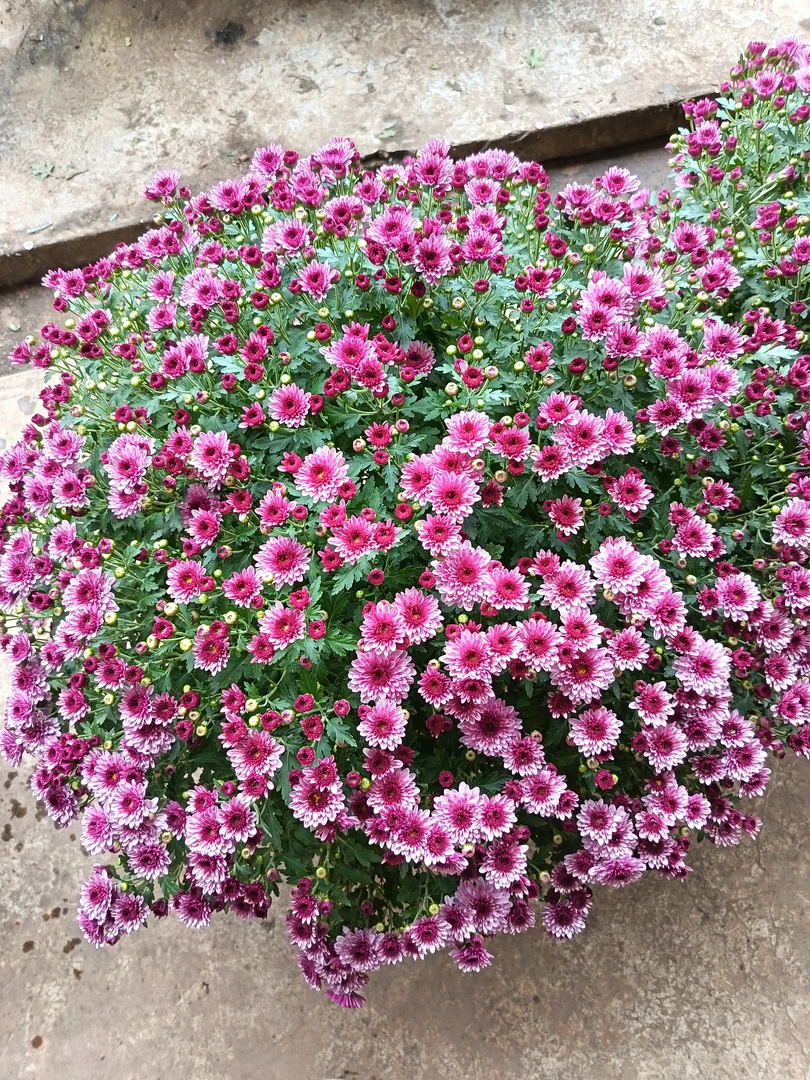 草莓甜心超大蓬头千头菊，适合花园庭院阳台栽种，易爆花