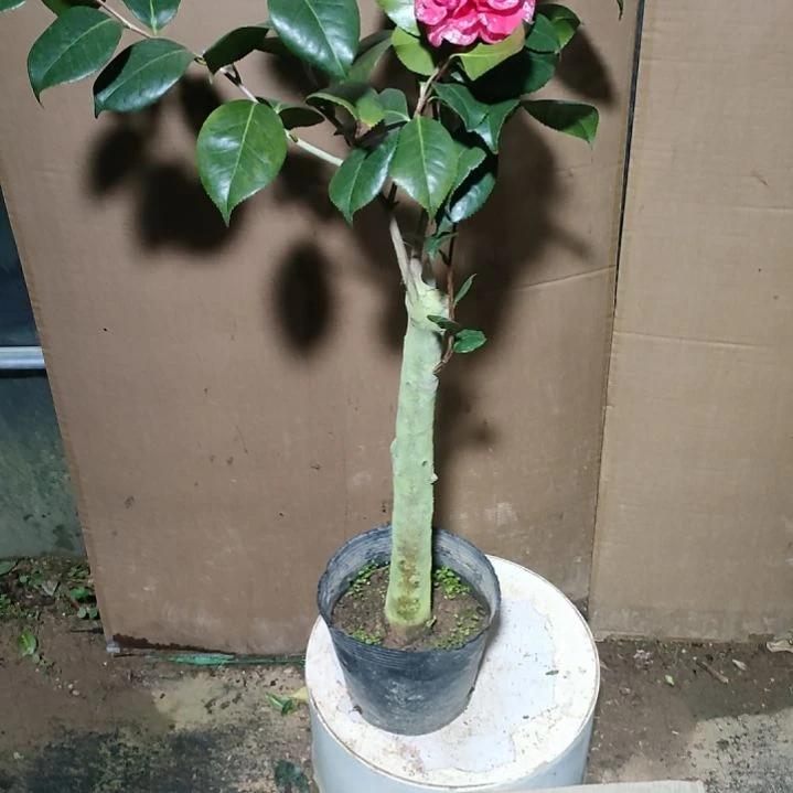 568斑瑟威力，原盆原土发货，不包邮