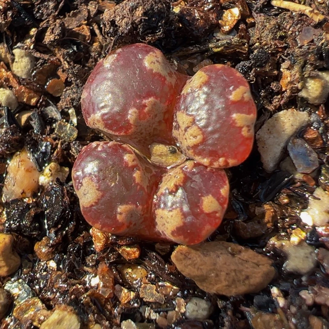 851多肉植物种类和
