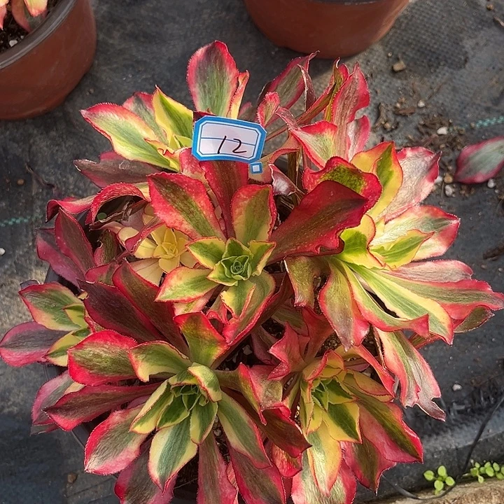 12魅影砍过丛林法师