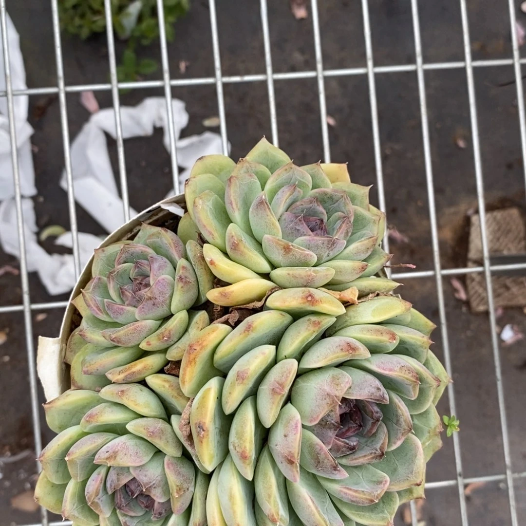5066紫薯一物一拍