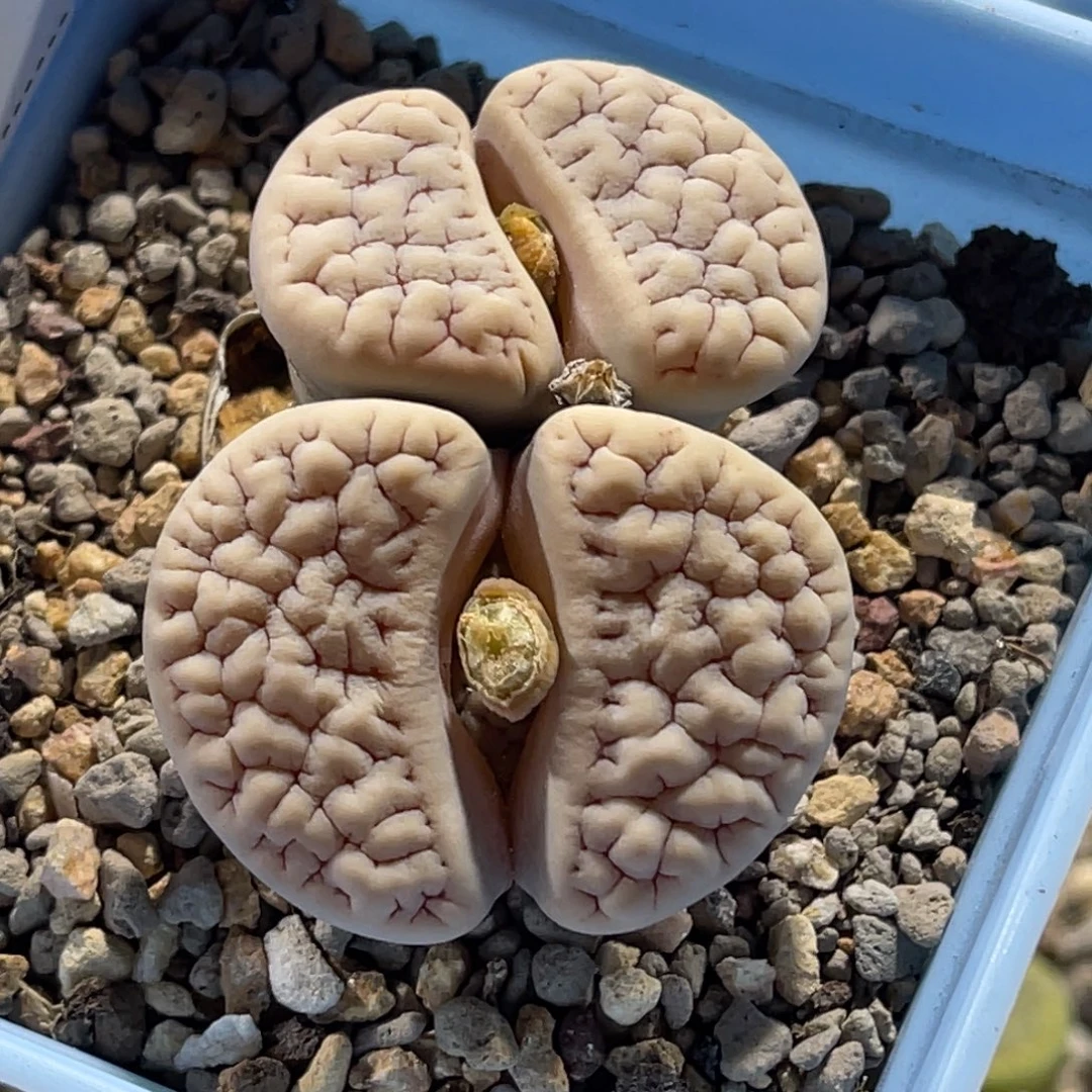 3965白底红纹189母本