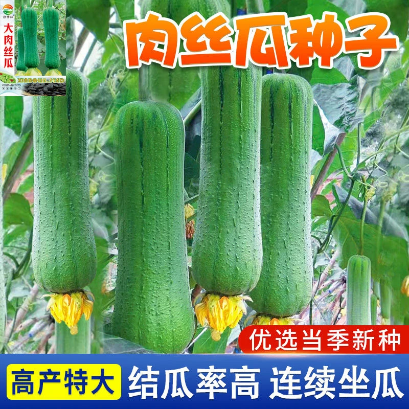 春播】肉丝瓜种子高产瓜种子当季四季香丝瓜阳台早熟易活清香瓜果