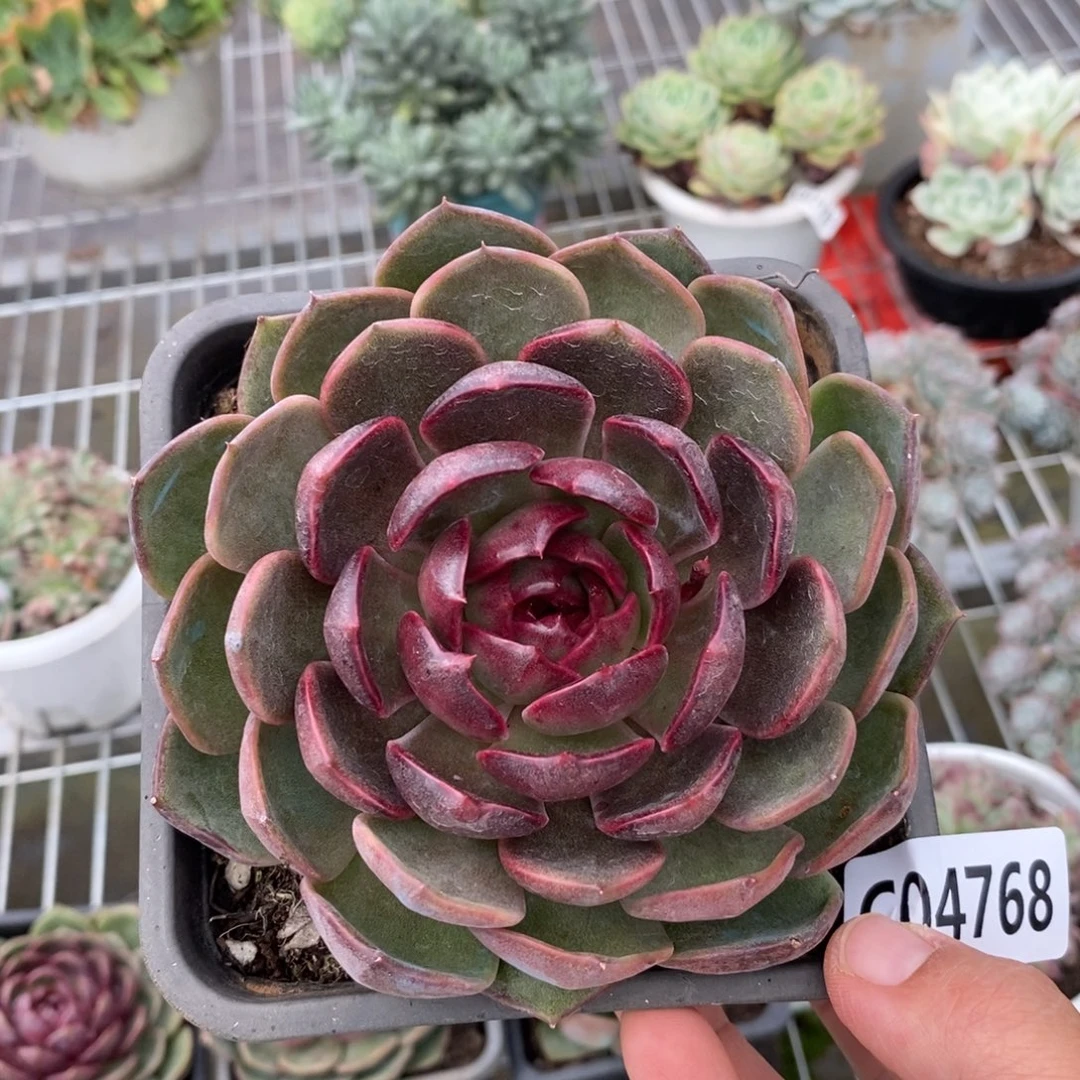 4768蓝莓一物一拍
