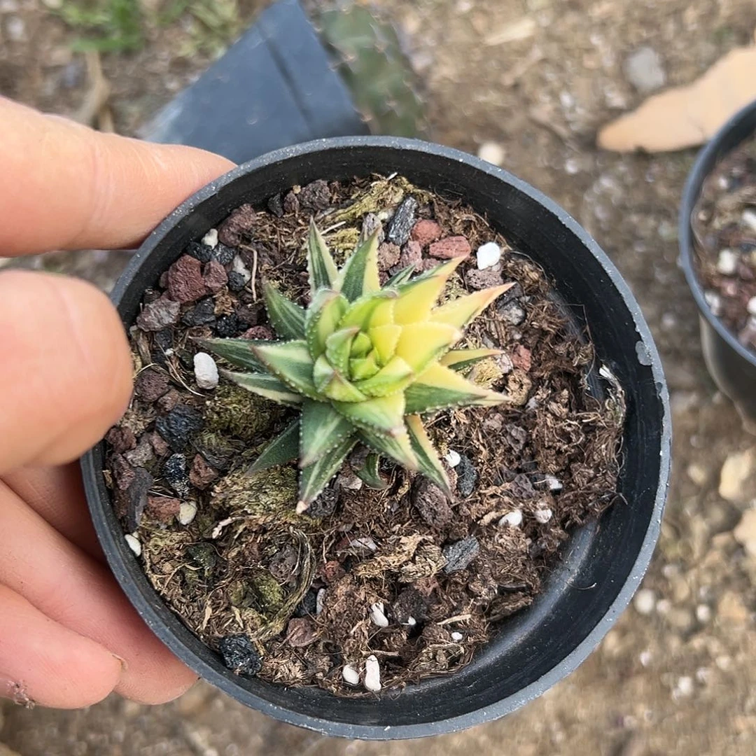 杜呃呃呃呃呃呃呃呃呃呃