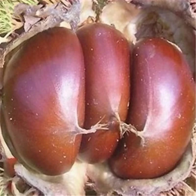 阳光果园：现挖大红袍板栗树苗基地种植南北方庭院绿化苗木耐寒