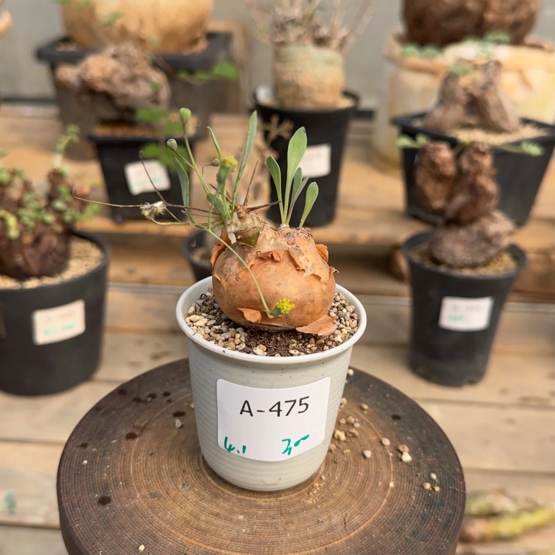 475开普敦厚敦菊块根植物