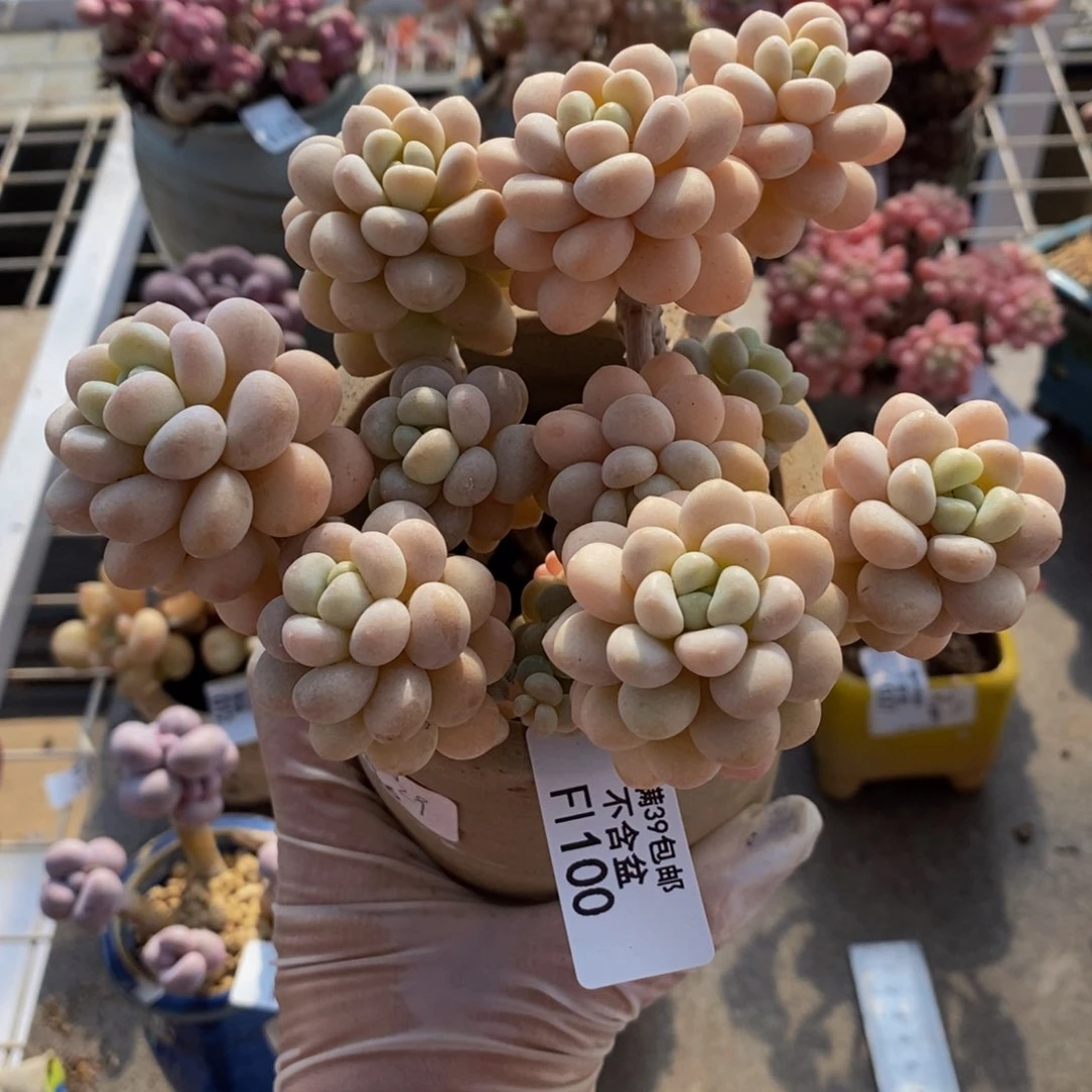 洛可可100/10cm多肉