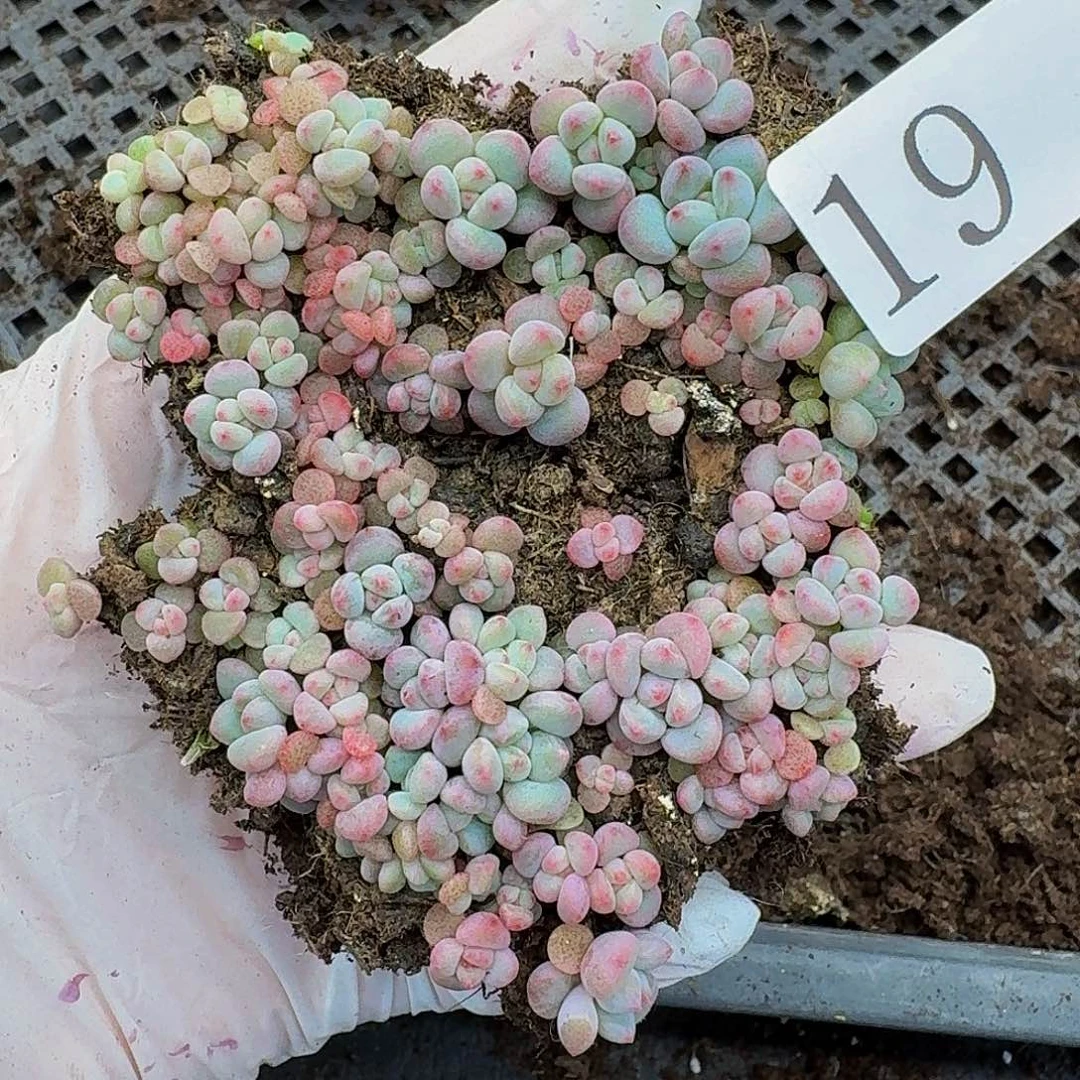 多肉植物多肉植物19