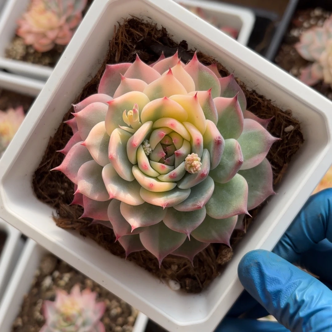 吉娃娃锦3一物一拍