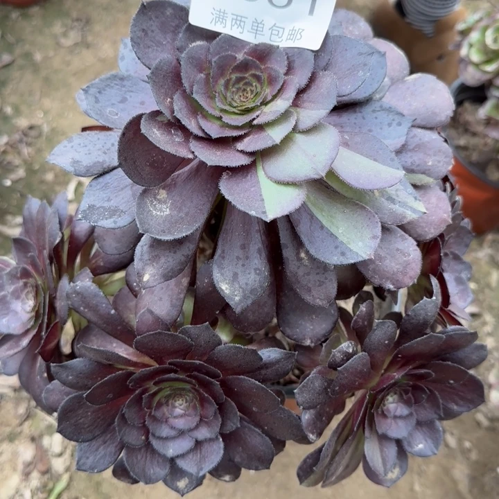 7051黑美人多肉植物
