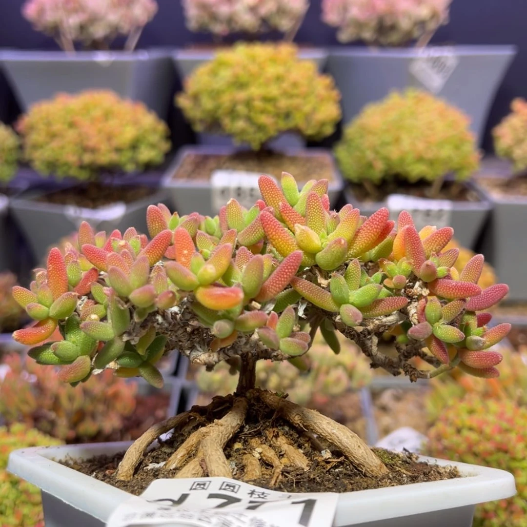 【闪购商品】d771提根老桩直杆玉米