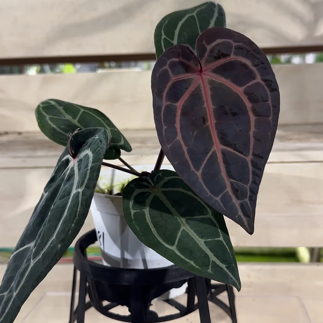 无花朵紫水晶花烛