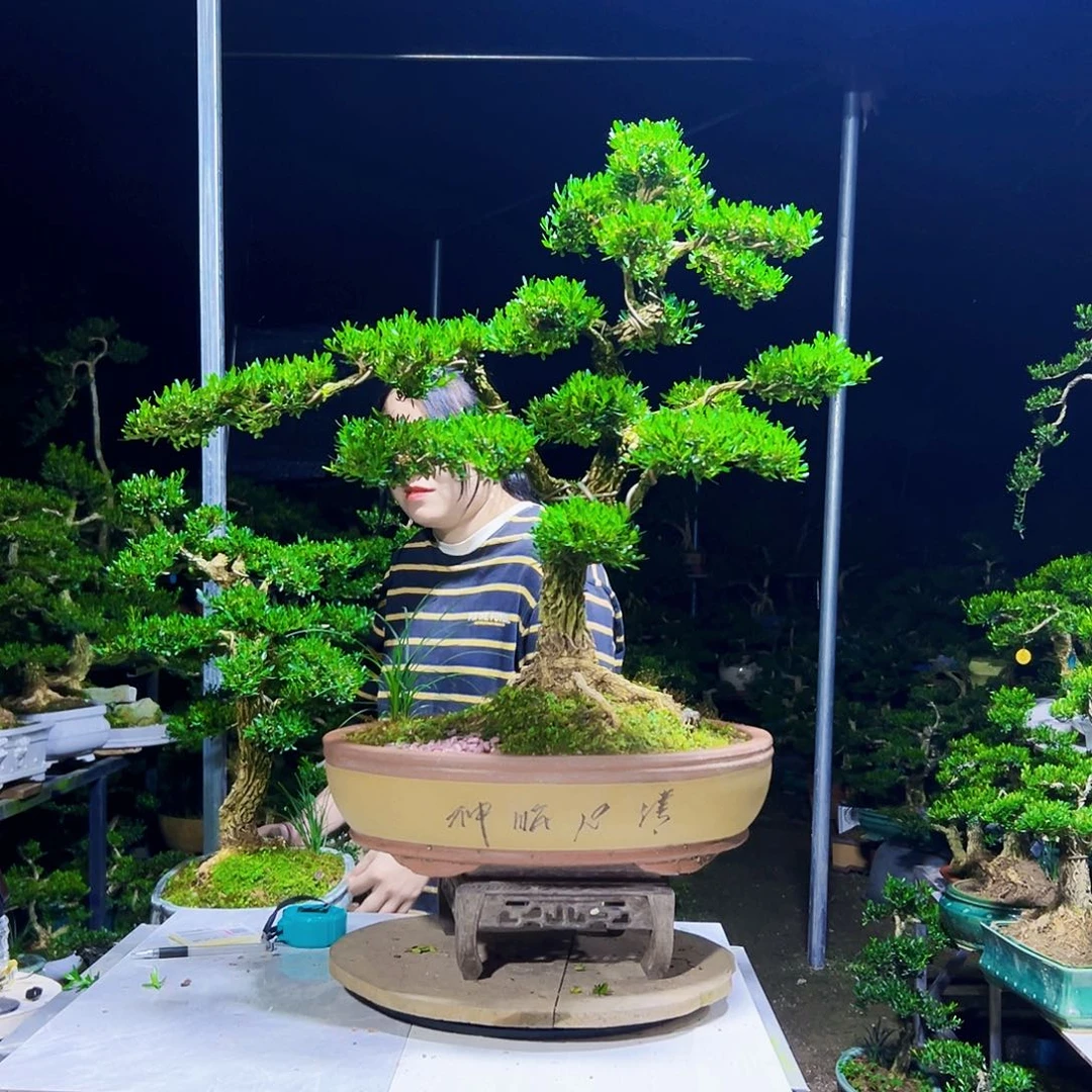 皇***叔无花朵黄杨木