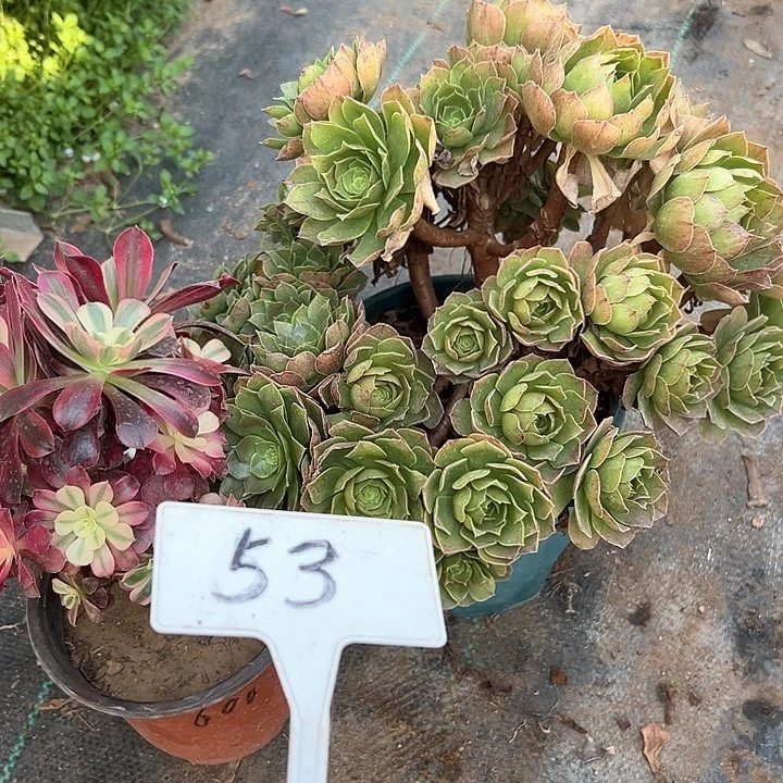 多肉植物组合2个