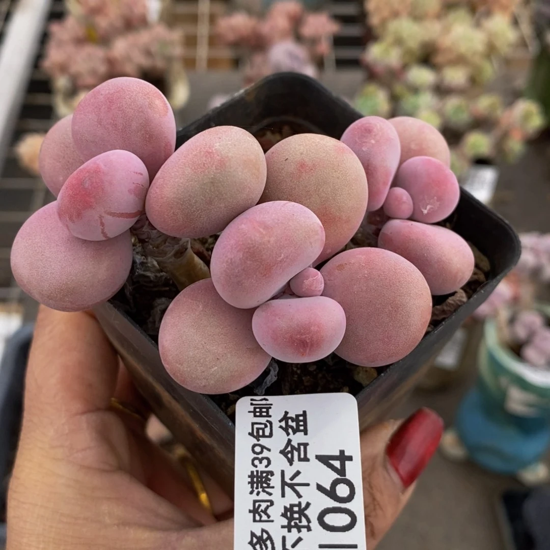 腰子桃蛋064/7c m