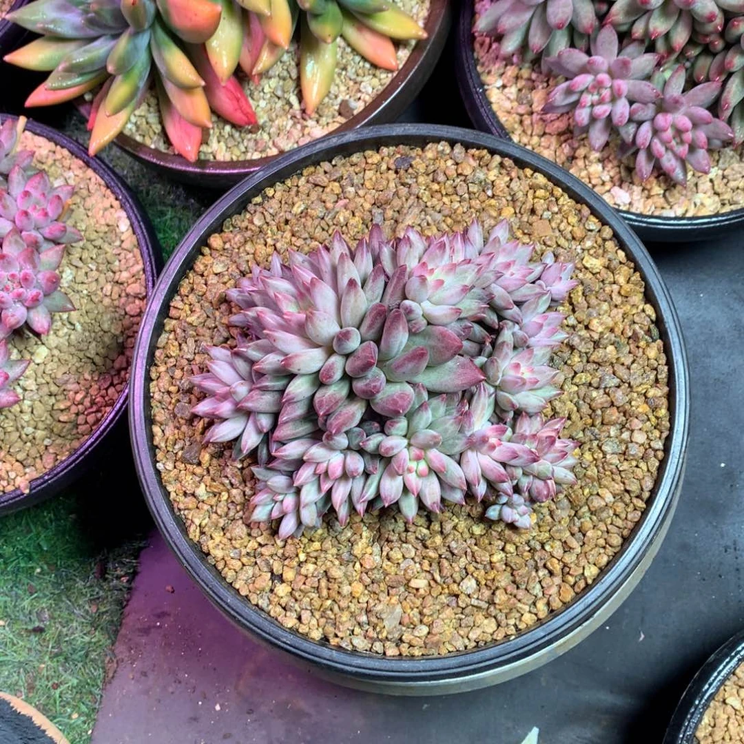 车厘子美人哈哈哈哈哈