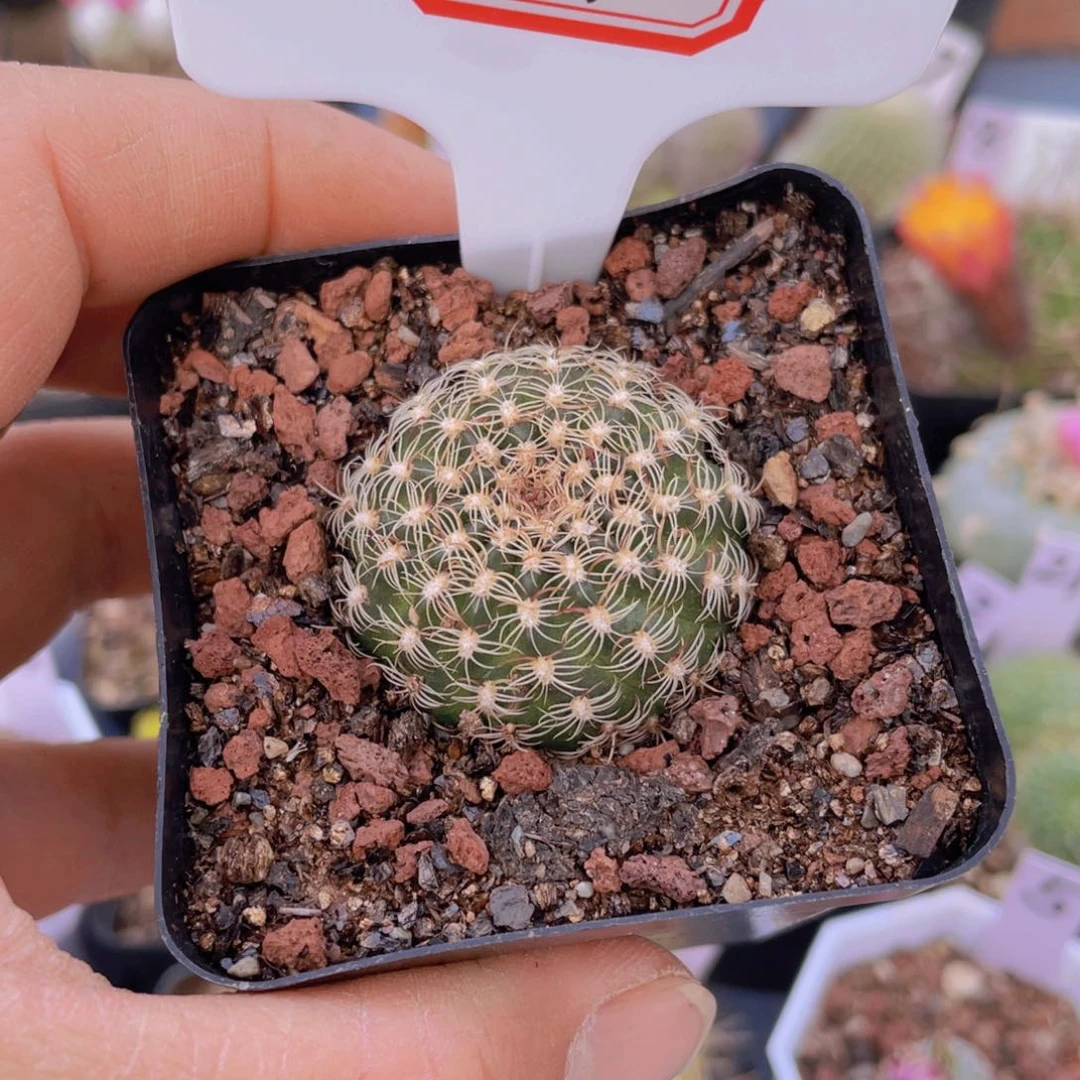 瑞*37往事多肉园仙人球