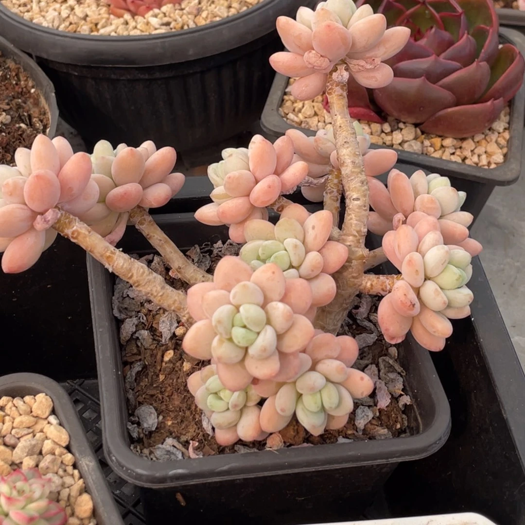 香水洛神老桩大群生