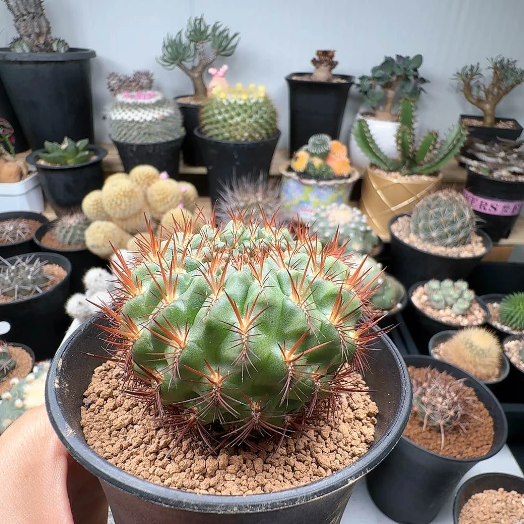 65梦托莎晨夕花坊