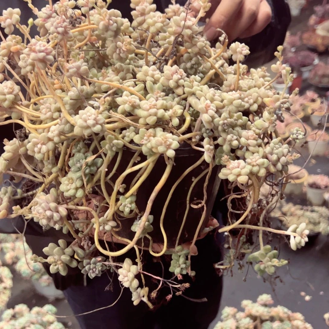 丸叶姬秋丽超级大盆