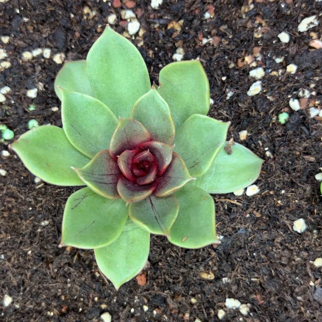 周****多肉植物，多肉植物