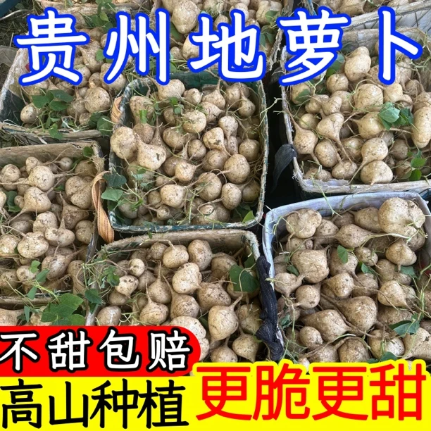 【贵州地萝卜】新鲜凉薯现挖超甜白地瓜水果农家沙土地萝卜脆嫩鲜甜