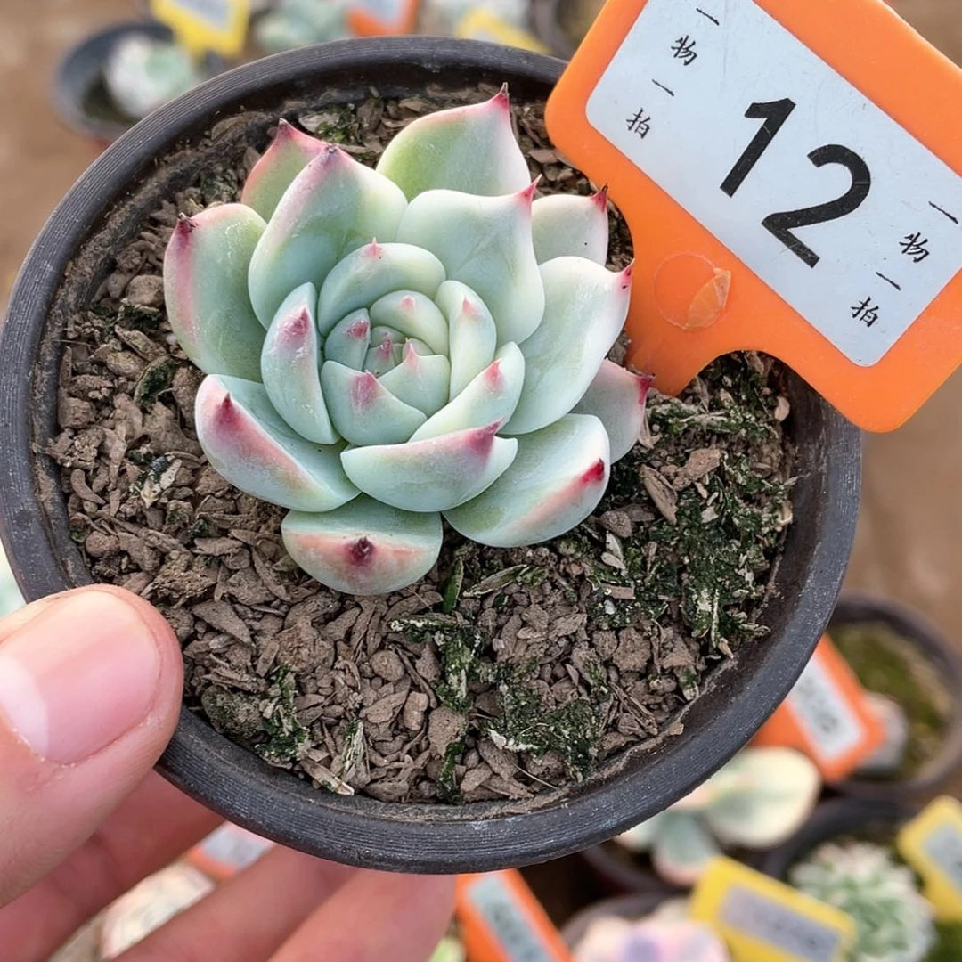 【闪购商品】12号的