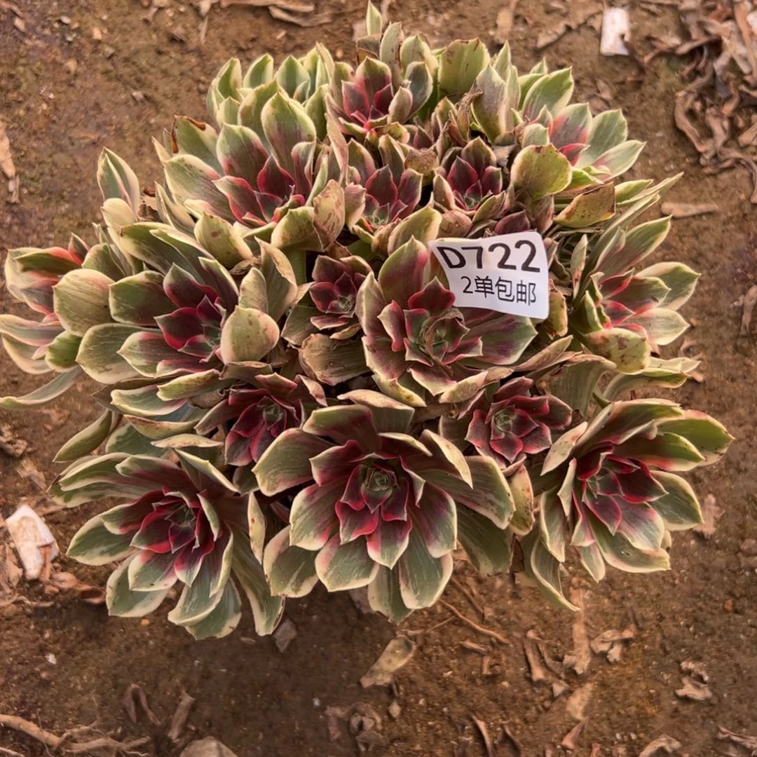 722多肉  浣纱不包断头