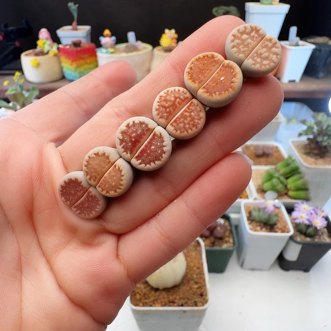 多肉植物福利草莓饼干小尺寸330