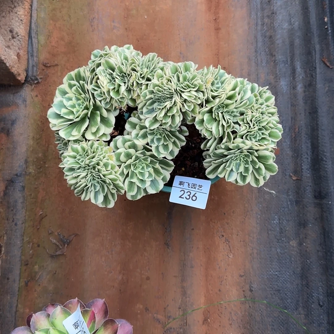 236多肉 迈巴赫缀