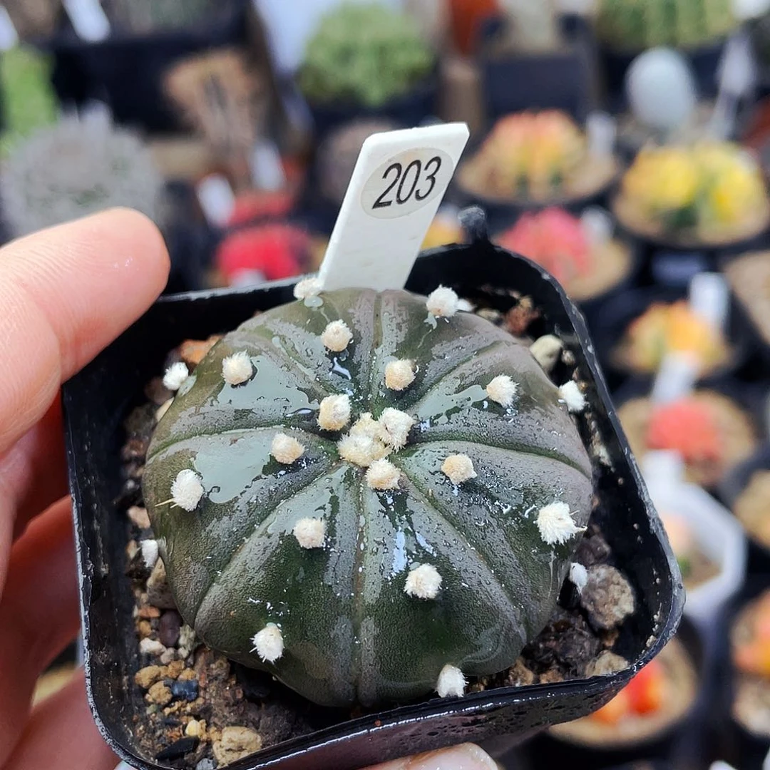 非偏远地区满25包邮仙人球