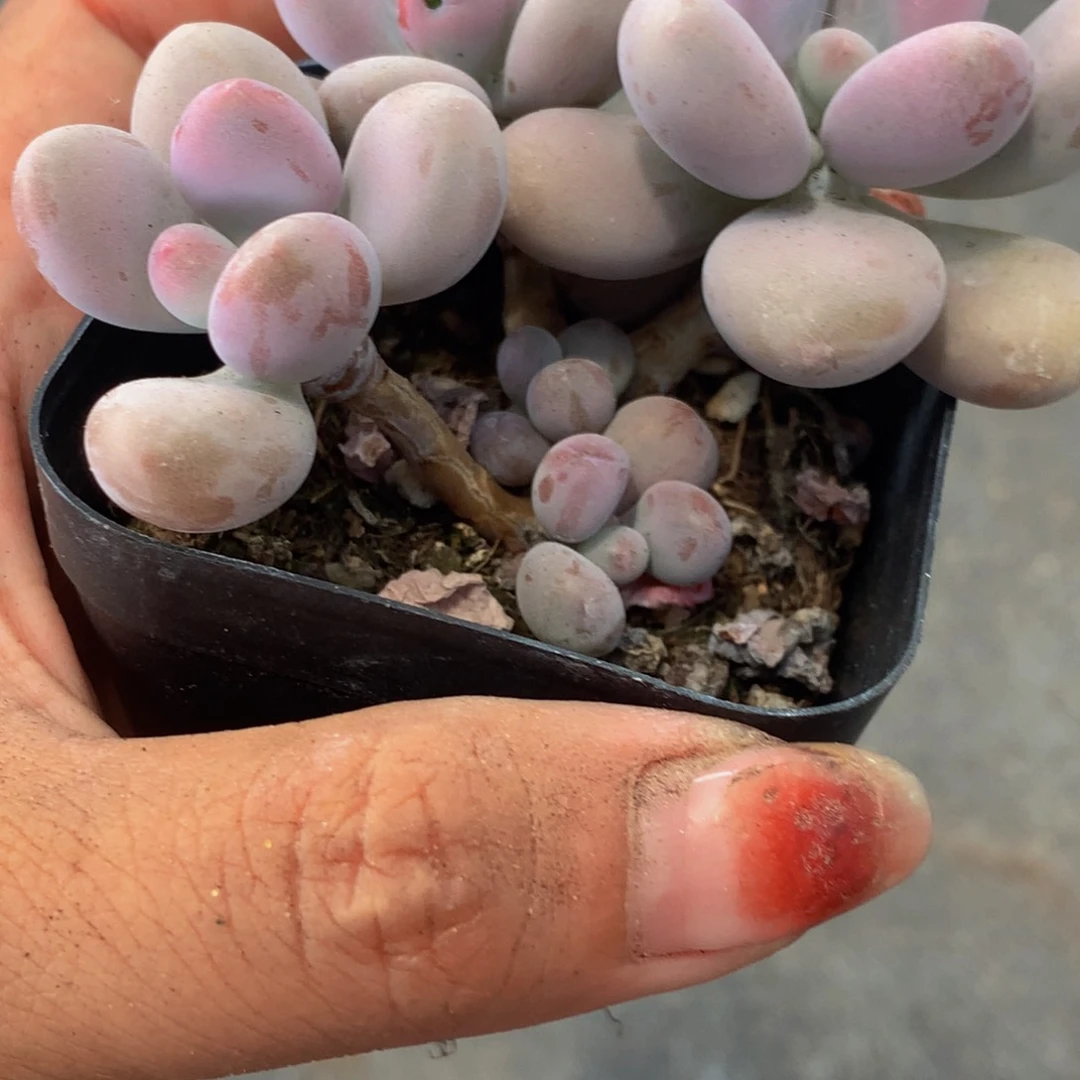 桃蛋三头。（满9.99包邮不满9.99发叶子）