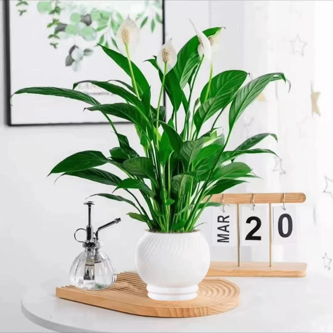 新款2-5朵花白掌盆栽一帆风顺水培植物室内好养花卉绿植水养美丽