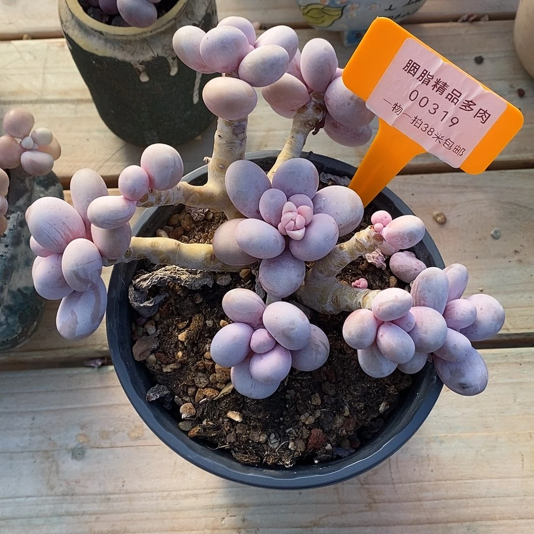 319我就去哦哦咯哦哦哦哦