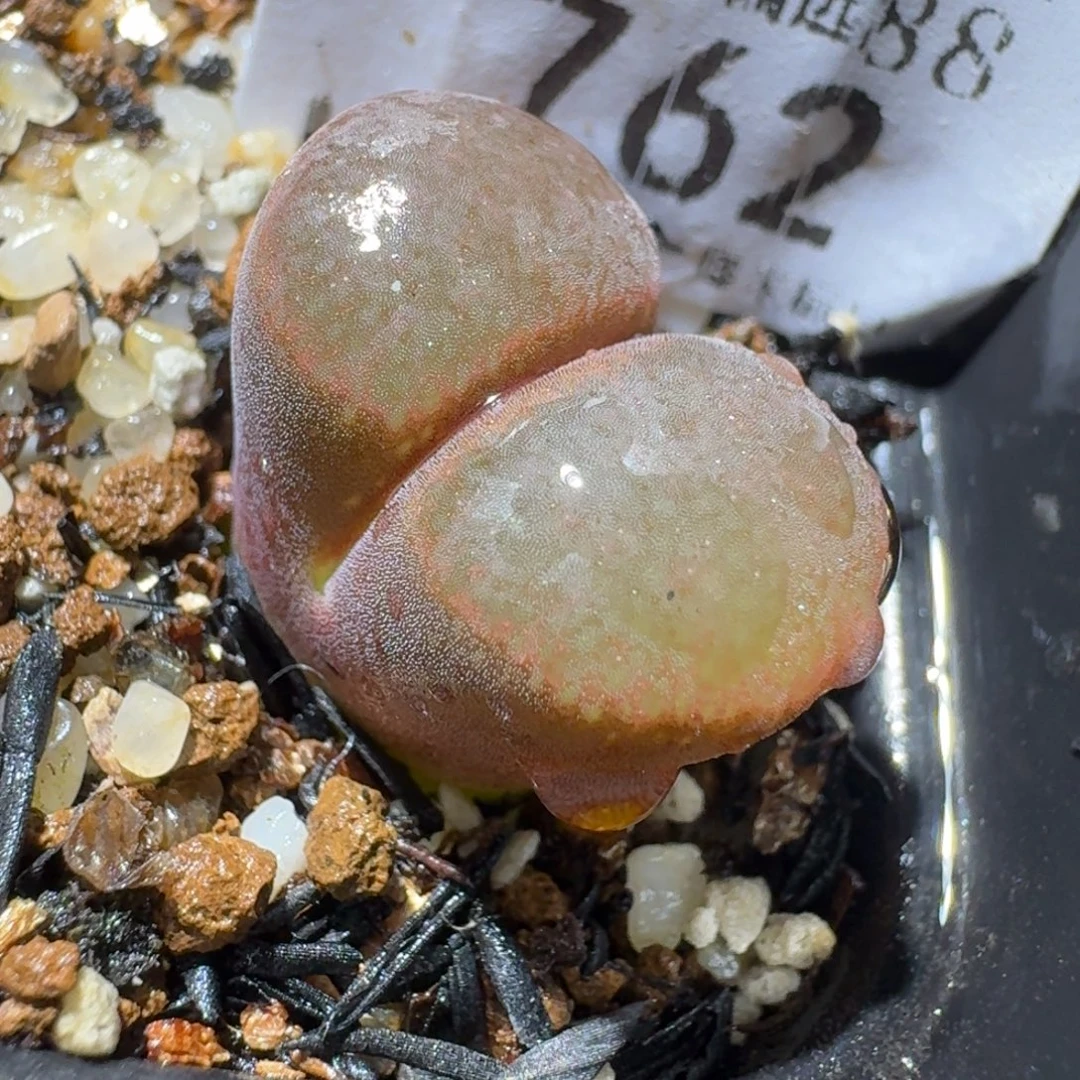 高品质生石花清清762