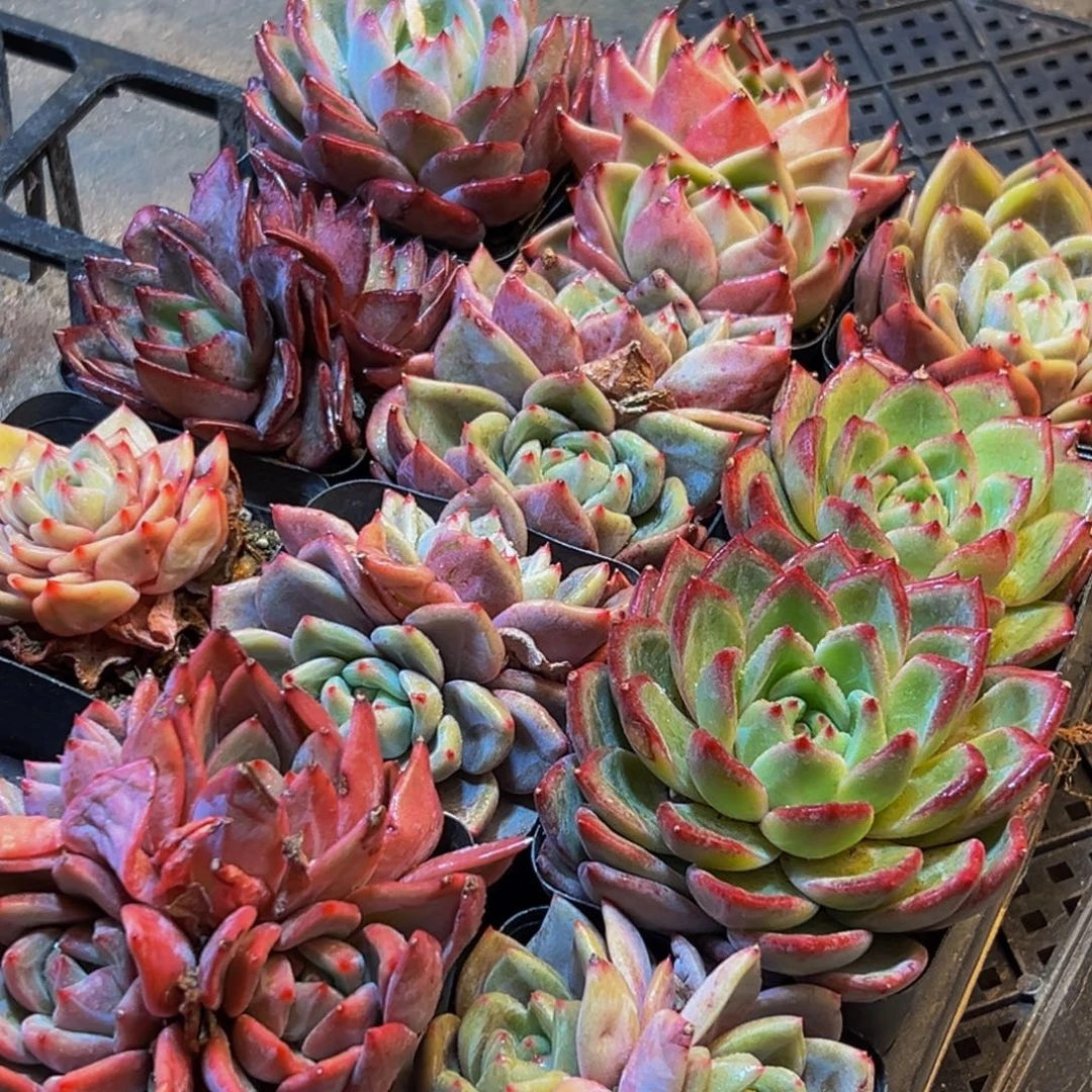 741多肉葡领导人物库资料