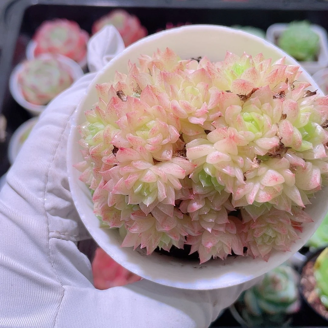 花利美19-188麦秆群
