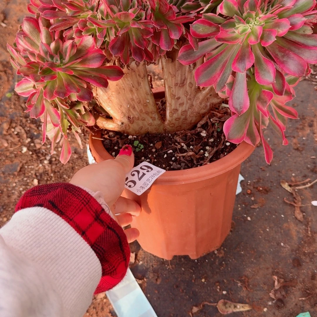 529粉女郎缀化多肉植物满28包邮