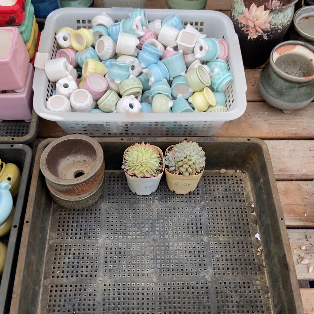 加单多肉两颗花盆两个 sir