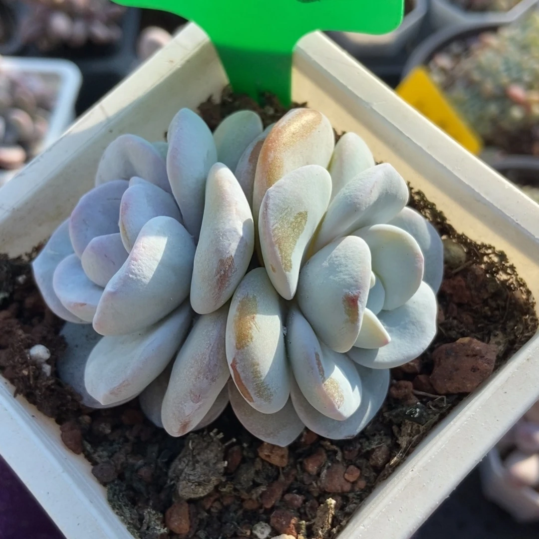 882雪莲多肉植物多肉